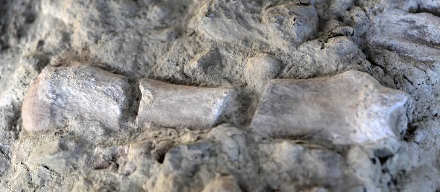 Ausgrabungsstätte »Steinrinne« Bilzingsleben Wissenswertes